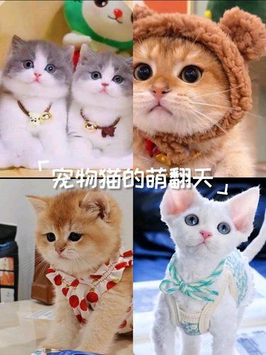 宠物猫的萌翻天