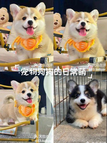 #记录宠物的日常生活 