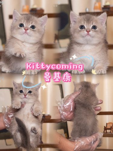 南京靠谱猫舍｜曼基康｜365天重疾保障