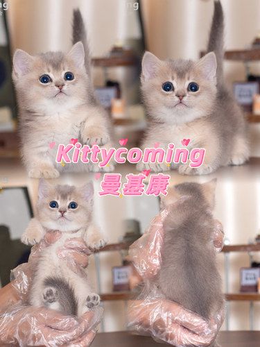 南京靠谱猫舍｜曼基康｜365天重疾保障