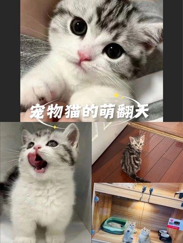 家有新成员，快来看看～
