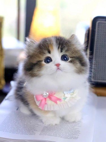 我是一只萌萌哒小花猫