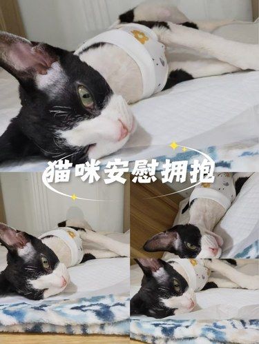 艾妮动物医院，德文喵的生命守护站✨ 