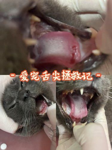  艾妮 24 小时动物医院，猫咪健康的守护者