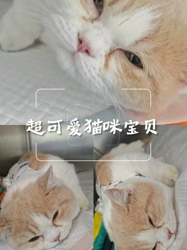 【真心推荐】艾妮24小时动物医院，绝育超安心