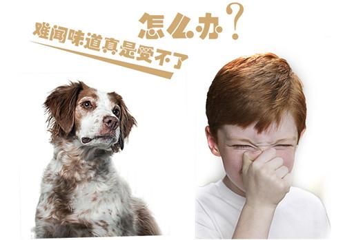 宠物喂药器：让喂药变得更简单？如何选择适合宠物的喂药器