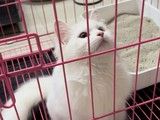 焦作宠物跨省托运-专业正规宠物托运公司