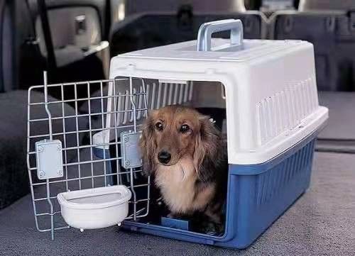 菏泽宠物托运 发全国 活体托运猫狗托运 服务文明，靠谱平价