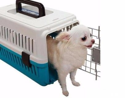 菏泽宠物托运 发全国 活体托运猫狗托运 服务文明，靠谱平价