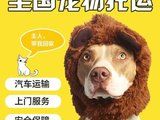 菏泽成武猫狗运输宠物托运上门接送 空调宠物专车