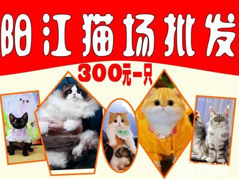 阳江宠物店/服务·全阳江专业猫咪批发配种包生包带专业人员干好专业人员的服务