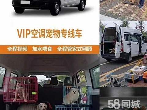 安速达专业宠物托运·阳江到全国各地宠物托运 专业运输猫咪狗狗 服务上门接送 安全快捷有保险