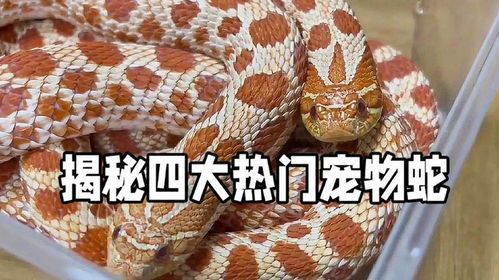 “揭秘宠物蛇养殖,红书教你轻松上手”