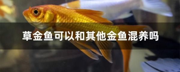 印尼三纹虎市场供需趋势预测（印尼三纹虎与泰国虎鱼区别,印尼三纹虎市场需求增长因素）