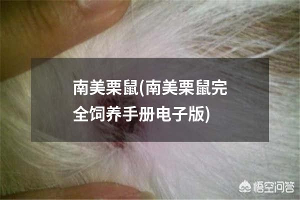 南美栗鼠(南美栗鼠完全饲养手册电子版)