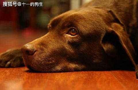 高龄犬饮食指南