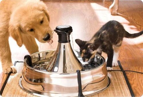 宠物犬健康饮食养护指南