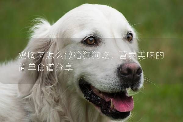 鸡胸肉怎么做给狗狗吃，营养美味的简单食谱分享