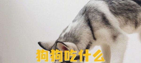 狗狗长寿的食谱（以这几种食物为主的饮食习惯，让你的爱犬更健康）