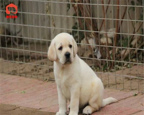 如何正确保养拉布拉多猎犬（以宠物为主，做好拉布拉多猎犬的健康管理）