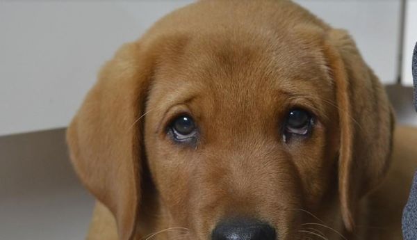 拉布拉多犬的破坏行为如何解决（宠物主人应该如何应对）