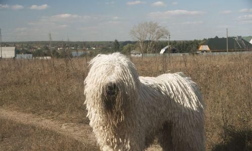 让你的可蒙犬远离皮肤病——专用内附药（教你如何使用可蒙犬皮肤病专用药，让宠物健康快乐）
