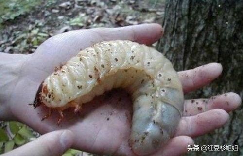 春季宠物虫子繁殖季,宠物健康守护指南