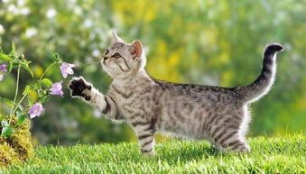 如何防止猫咪离家出走？妙招盘点！