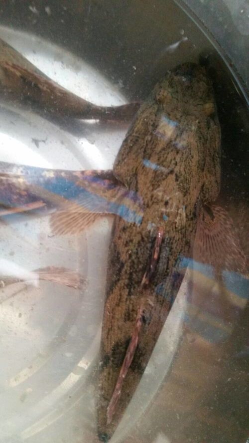 水貂抓的鱼能吃吗
