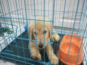 幼犬营养:三个月狗宜食米粥
