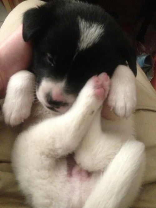 幼犬营养:三个月狗宜食米粥