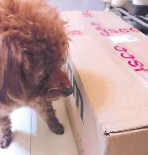 递乐贵宾犬专用狗粮的品质如何？适合所有贵宾犬吗？