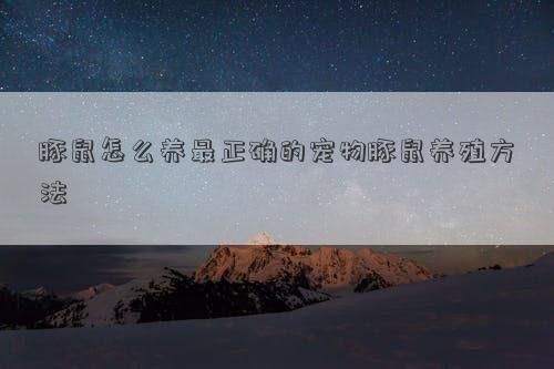 豚鼠怎么养最正确的宠物豚鼠养殖方法