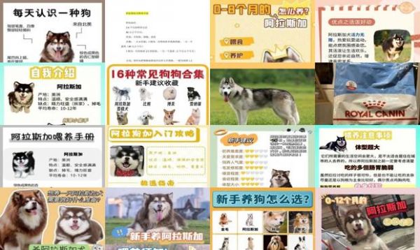 阿拉斯加的喂养方法
