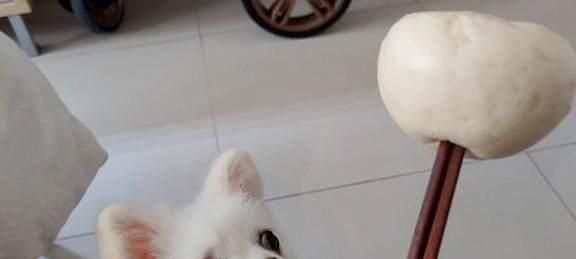 狗狗食谱——自制馒头（以宠物为主）