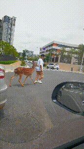 掌上春城微信