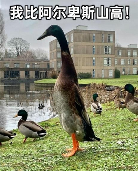“宠物鸭子养护指南，温暖陪伴每一刻”