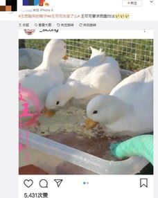 “宠物鸭子养护指南，温暖陪伴每一刻”