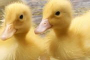 什么季节养鸭子最好