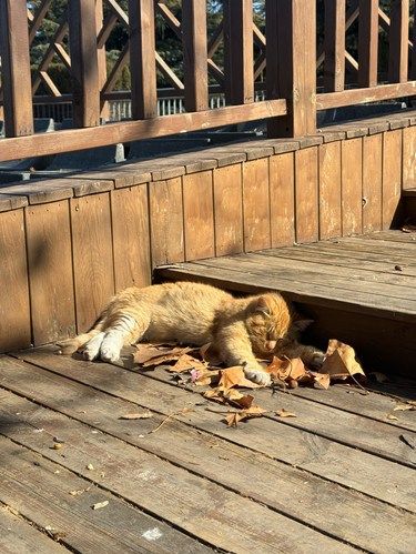 2.3实况在猫猫公园和猫猫过立春