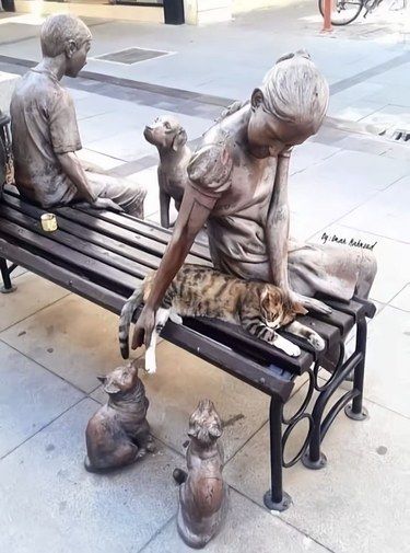 流浪猫猫，在这一刻拥有了短暂的拥抱