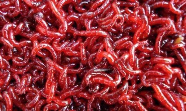 5大观赏鱼饲料, 关键是活饲料, 你了解吗?