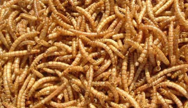 5大观赏鱼饲料, 关键是活饲料, 你了解吗?