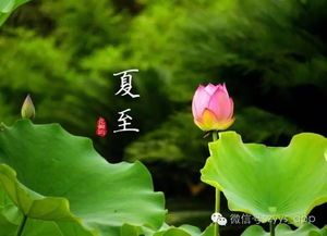 夏日宠物防暑妙招，轻松度夏！