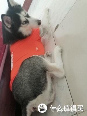 宠物降温