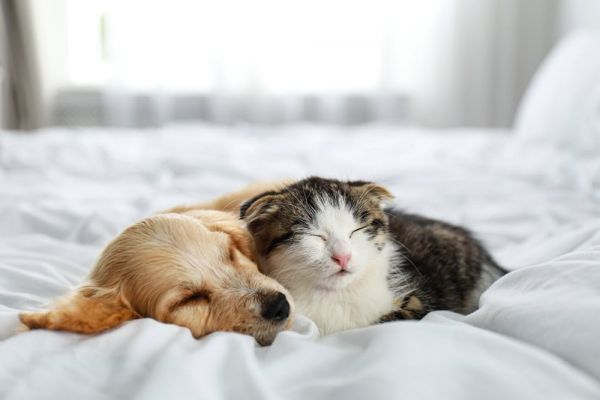 猫与狗