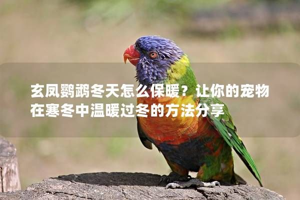 玄凤鹦鹉冬天怎么保暖？让你的宠物在寒冬中温暖过冬的方法分享