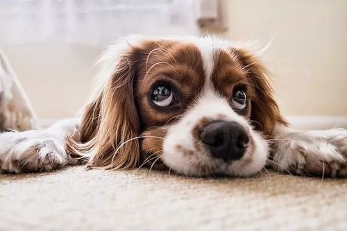 狗狗掉牙,掉毛?揭秘宠物换季掉毛真相!
