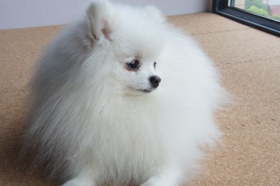 什么狗体味最小不掉毛