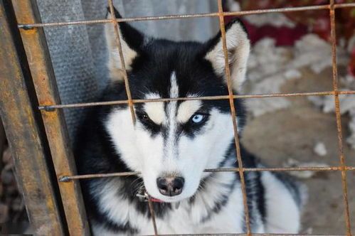 魏玛犬食量惊人？揭秘宠物界的秘密食谱！
